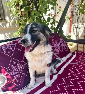 Ebenerdiges Zuhause für Max gesucht, 6 Monate, 35 cm