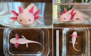 0.0.1 Axolotl Weißling