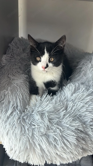 Zwei zauberhafte Katzenbabys (Weibchen) suchen ein liebevolles Zuhause