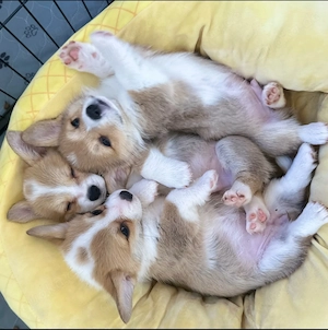 Bezaubernde 12 Wochen alte Corgi-Welpen suchen ein liebevolles Zuhause