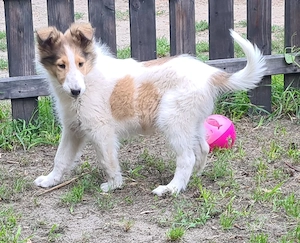 Auszugsbereit - Finley - ein wunderschöner weißer Collie Welpe Rüde mit Ahnentafel