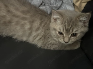 Liebevolle Britisch Kurzhaar Kitten suchen ein neues Zuhause  Bild 4