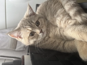 Liebevolle Britisch Kurzhaar Kitten suchen ein neues Zuhause  Bild 2