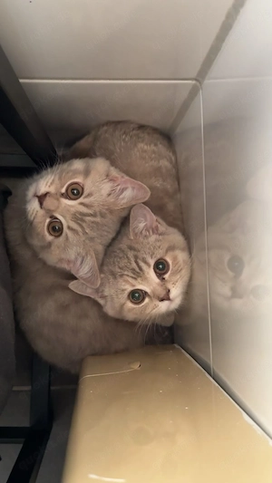 Liebevolle Britisch Kurzhaar Kitten suchen ein neues Zuhause 