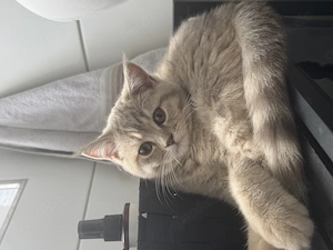 Liebevolle Britisch Kurzhaar Kitten suchen ein neues Zuhause  Bild 3