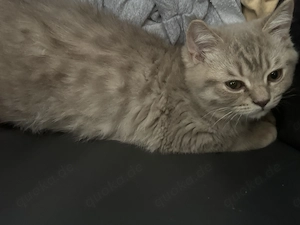 Liebevolle Britisch Kurzhaar Kitten suchen ein neues Zuhause  Bild 5