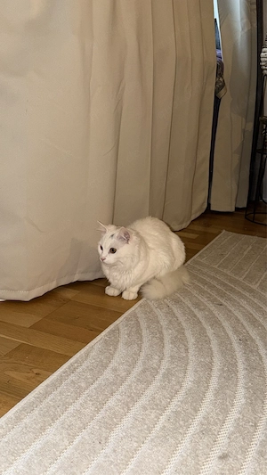 Britisch Kurzhaar Mix Katze 