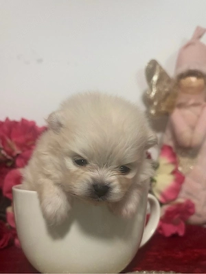 koreanische pomeranian welpen
