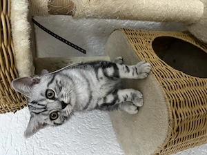 Reinrassige Bkh Kitten 