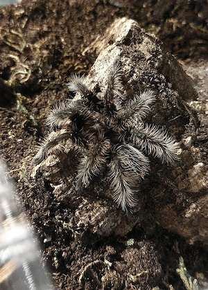 0.1. Vogelspinnen Weibchen