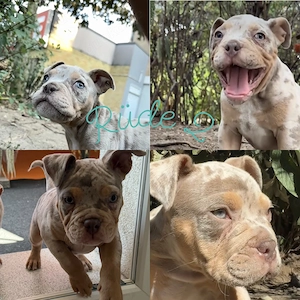 OEB Old englisch Bulldog 