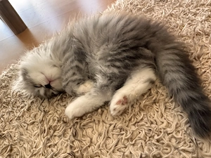 Britisch Langhaar Babykatzen