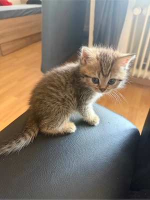    Süße Kitten suchen ein liebevolles Zuhause     