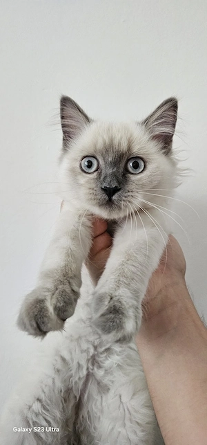 British Blue Point Kätzchen