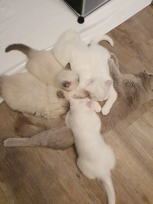 Bkh-Perser Mix Kitten 