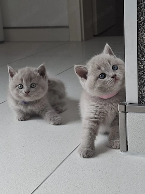 bezaubernde bkh kitten
