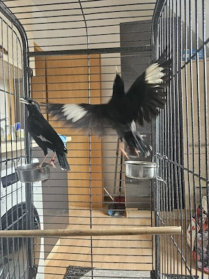 Vögel + Käfig eine per 