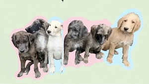 Deutsche Dogge x Pudel Mix Mischling sind süße Great Danoodle Welpen 