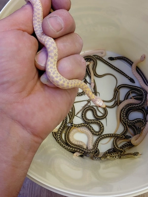Thamnophis marcianus albino 