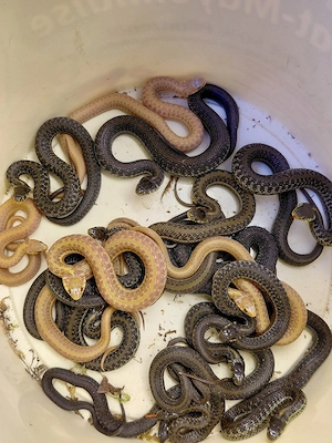 Thamnophis eques obscurus Albino Bild 5
