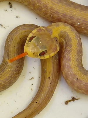 Thamnophis eques obscurus 