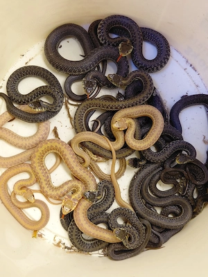 Thamnophis eques obscurus Albino Bild 4