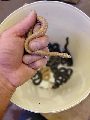 Thamnophis eques obscurus Albino Bild 2