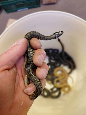 Thamnophis eques obscurus Albino Bild 3