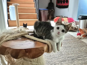 Momo & Luna suchen gemeinsam ein Zuhause 