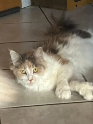 Liebevolles Zuhause gesucht (Platz vor Preis) Poly