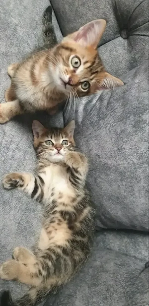 Zwei Katzenbabys nur zusammen abzugeben   500  