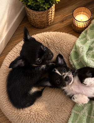 Chihuahua Welpen suchen bald Zuhause 