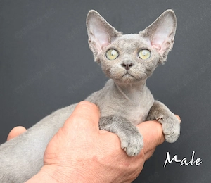 Exklusive Devon Rex Kitten mit Stammbaum   liebevoll aufgezogen ( weiblich und männlich)