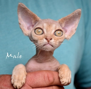 Kitten Devon Rex reinrassig mit Stammbaum .