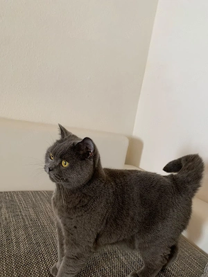 Bkh katze zu verkaufen 