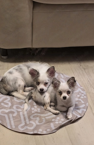 Pomchi Rüde mit Handicap ohne Einschränkung  Bild 5