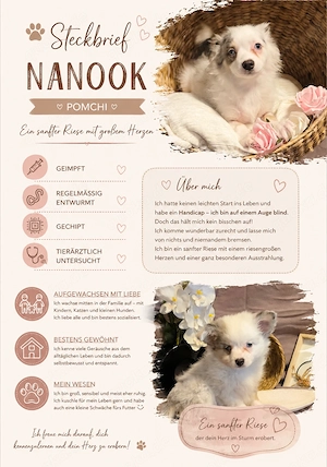 Ein ganz besonderer Pomchi Rüde sucht das Perfekte für immer zuhause 