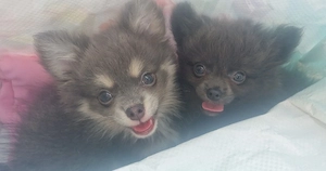 Chihuahua 