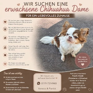 Suchen Chihuahua-Dame