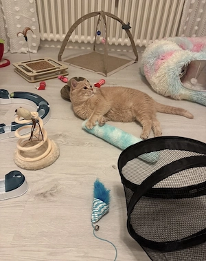 Katzenbetreuung