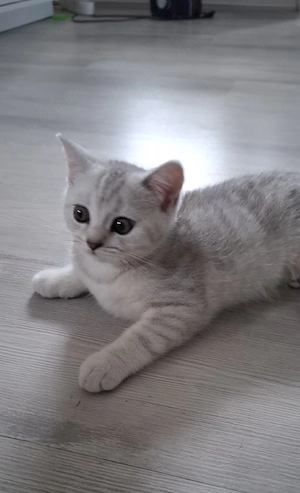 Kitten Bkh