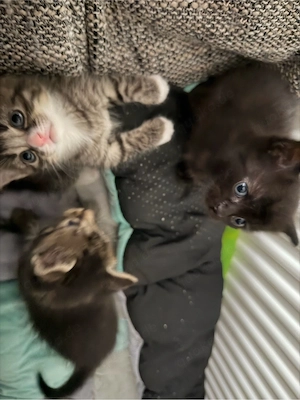 babykatzen 