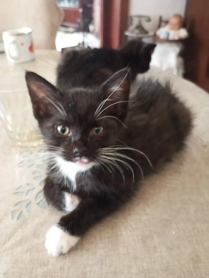 süße Katzenbabys
