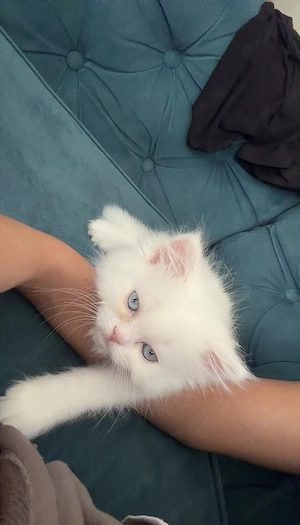 Reinrassige Perserkatze (Langhaar)