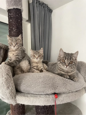 bkh kitten katzen katze kuschelkatzen kater britisch kurzhaar 
