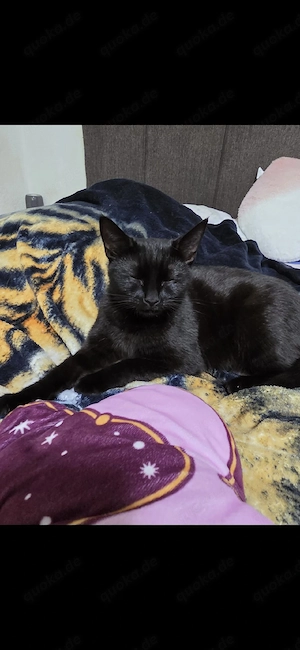 Katzen Dame Sucht Tolles Zuhause 