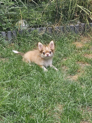 Traumhaften Chihuahua Langhaar Welpen 