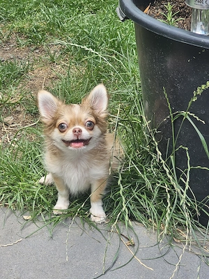Bezaubernde Chihuahua Langhaar Welpen 