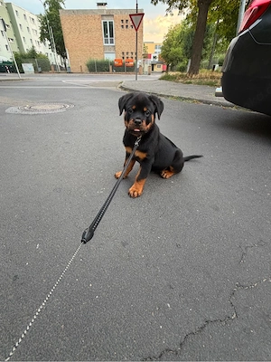 Rottweiler-Welpe sucht liebevolles Zuhause 