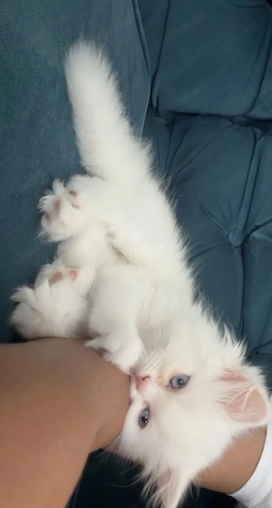 Reinrassige Perserkatze (Langhaar) Bild 2